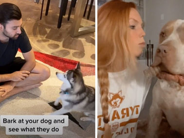 tutores tiktok latindo na cara do cachorro
