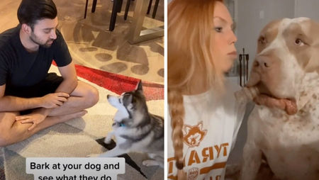 tutores tiktok latindo na cara do cachorro