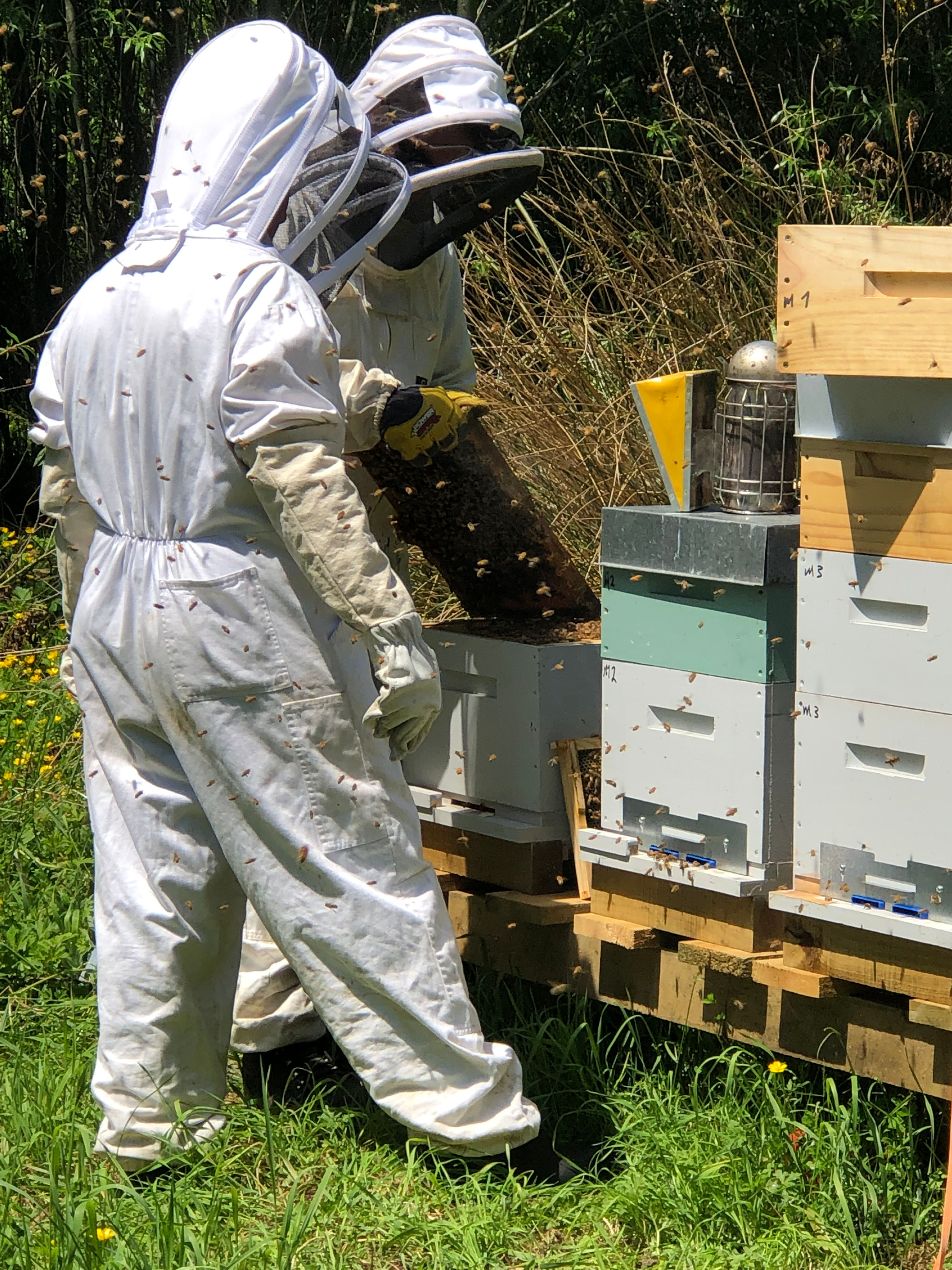 Beekeeping Tours