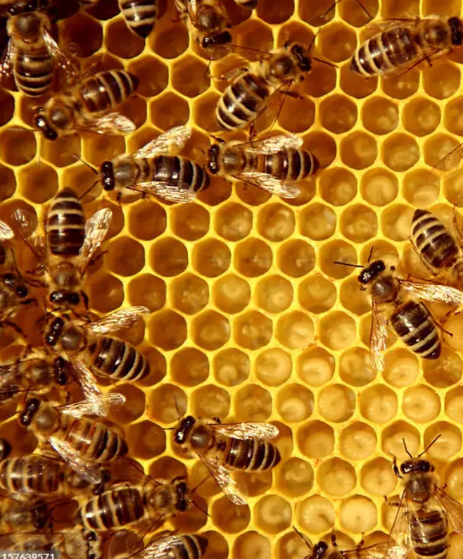 The intricate structure of a beehive