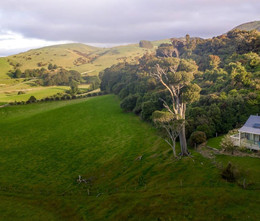 Catlins Bush.jpeg