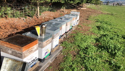 A group of Beehives in Central Otago