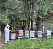 Honey may be used not only as an energy source, but also for its anti-inflammatory, antibacterial, antifungal, and antioxidant effects
