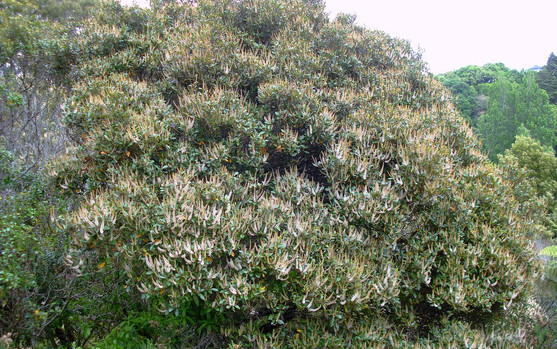 Kamahi Tree.jpeg