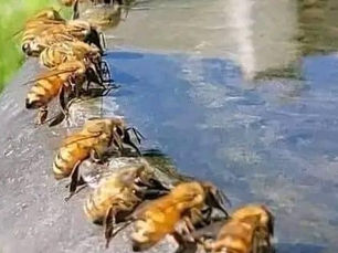 ⬢⬡ Inside the Hive: A Guide To Providing Water For Your Bees ⬢⬡