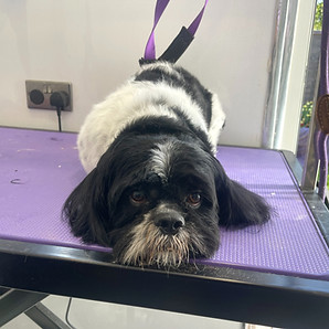 Fred - Cute_edited.jpg