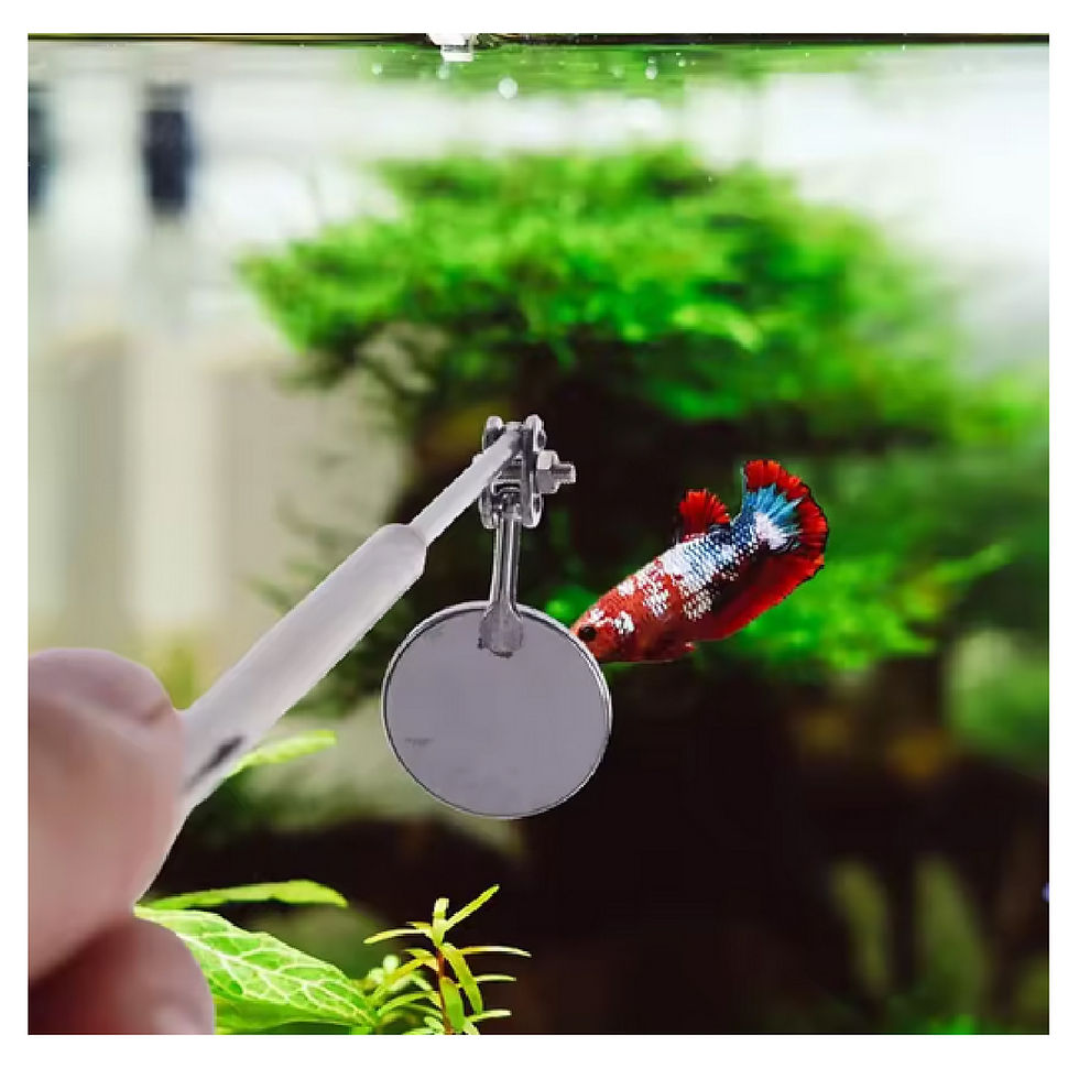 Miniatura: Varita de Ejercicios Bettas Espejo