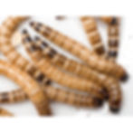 Insectus Zophobas Morio Larva Viva x 10 und