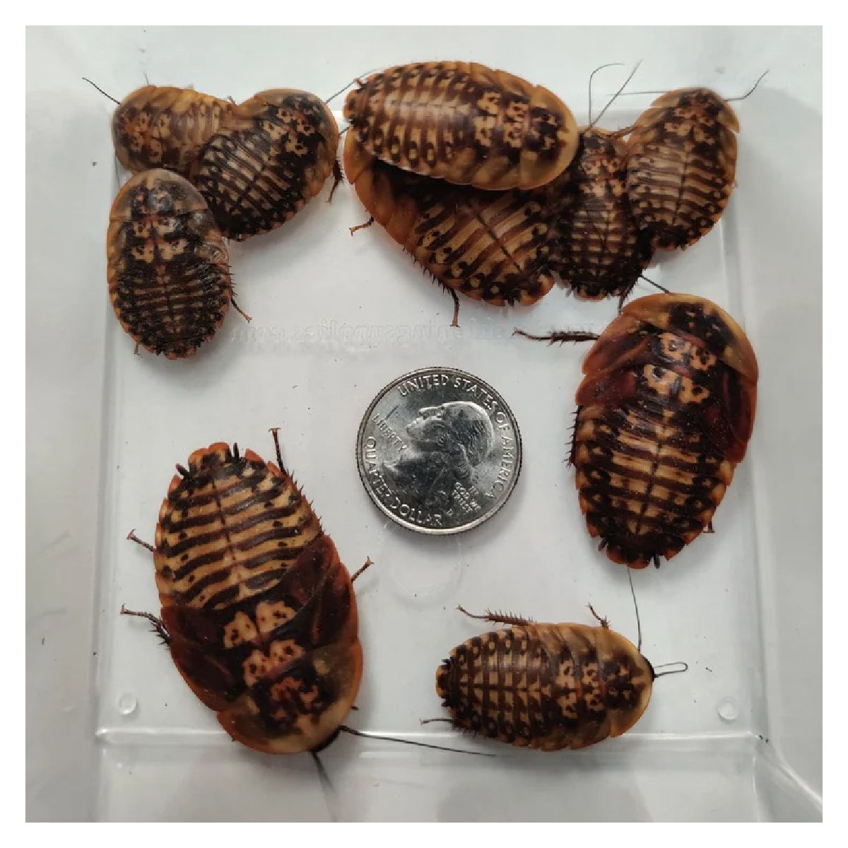 Insectus Cucaracha Blaberus (Ninfas) x unidad
