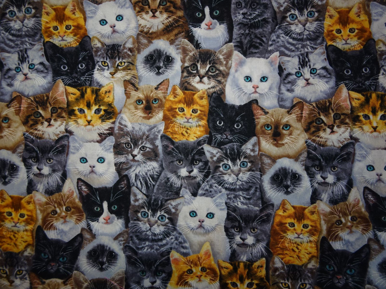 Baumwolle Webware - Timeless Treasure Katzen Fotodruck natur