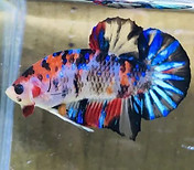 galaxy-koi-hmpk-betta-fish-500x500_edite