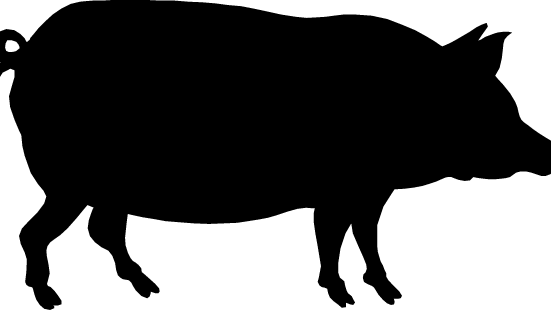 Pig