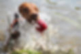 Hundetraining, Hundetrainer,Trainer Hunde, Positive Verstärkung, CumCane, Bedürfnisorientiert, Pia Fossdal, München, Markersignale, Welpentraining, Jagthunde, Welpe 