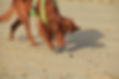 Hundetraining, Hundetrainer,Trainer Hunde, Positive Verstärkung, CumCane, Bedürfnisorientiert, Pia Fossdal, München, Markersignale, Welpentraining, Jagthunde, Welpe 
