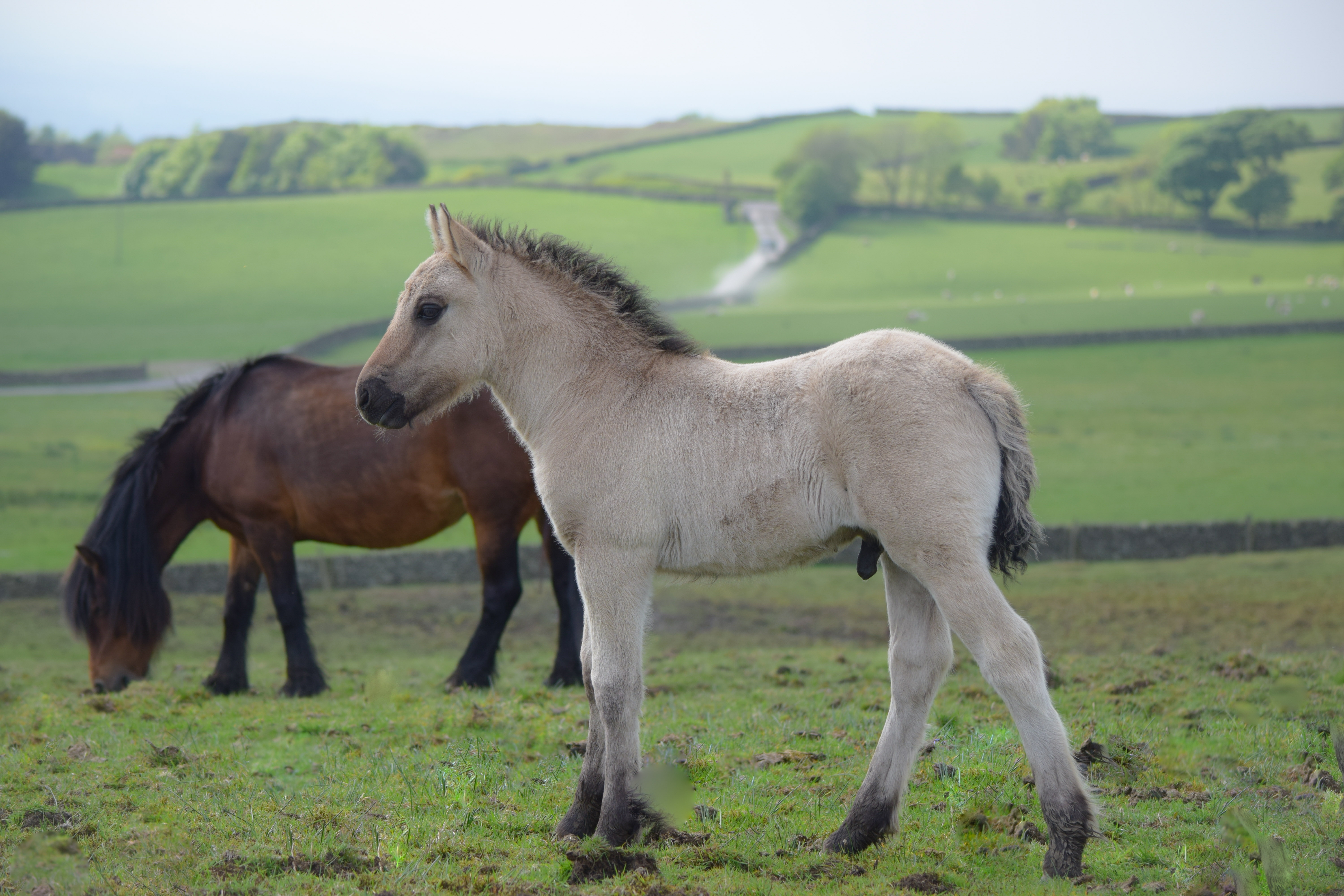 Heald Town Ponies Highland Pony Stud Highland Ponies for Sale