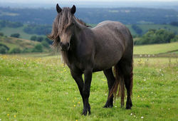 Highland Pony filly