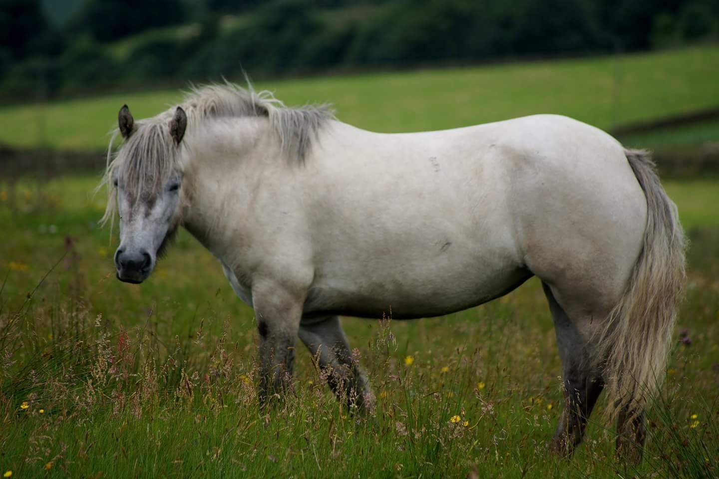 Heald Town Ponies Highland Pony Stud Highland Ponies for Sale