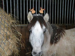 Heald Town Little Miss Molly.jpeg