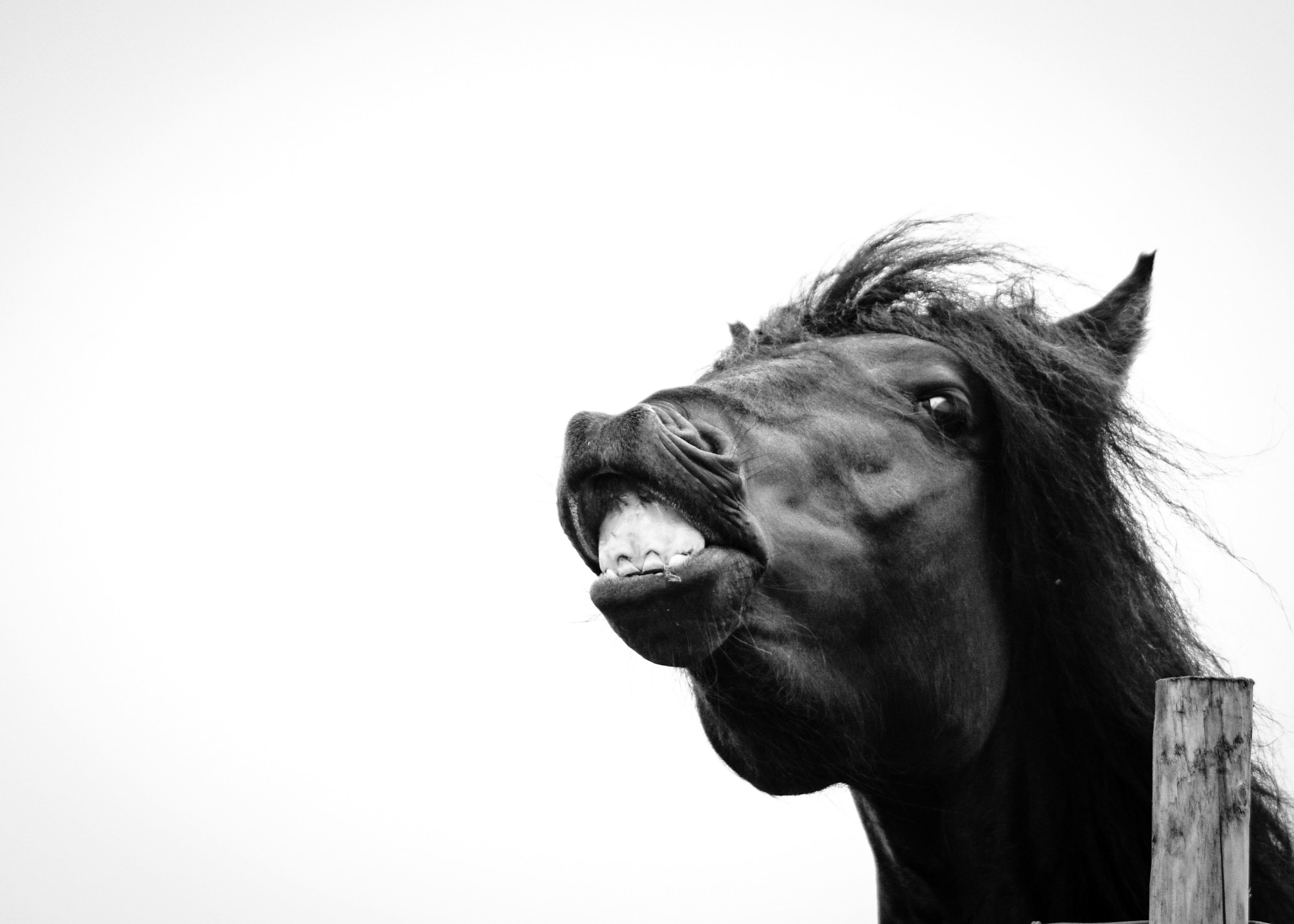 'Glen' - A3 Professionaly Mounted Print