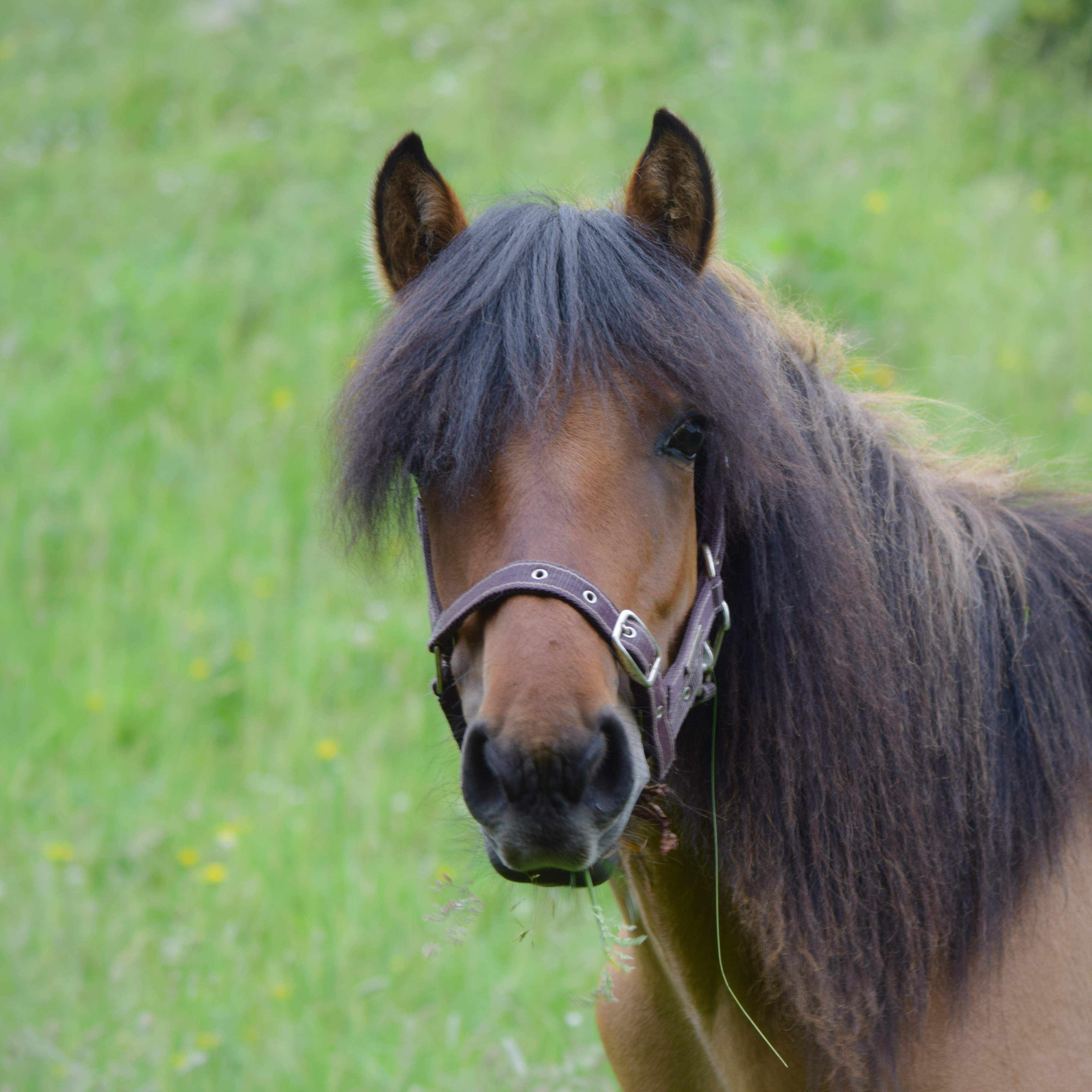 Heald Town Ponies HIghland Pony Stud Highland Pony for Sale Darwin