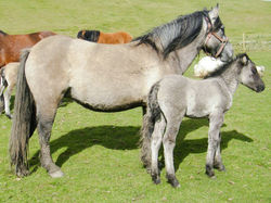 Heald Town Amberley and her dam, Hol