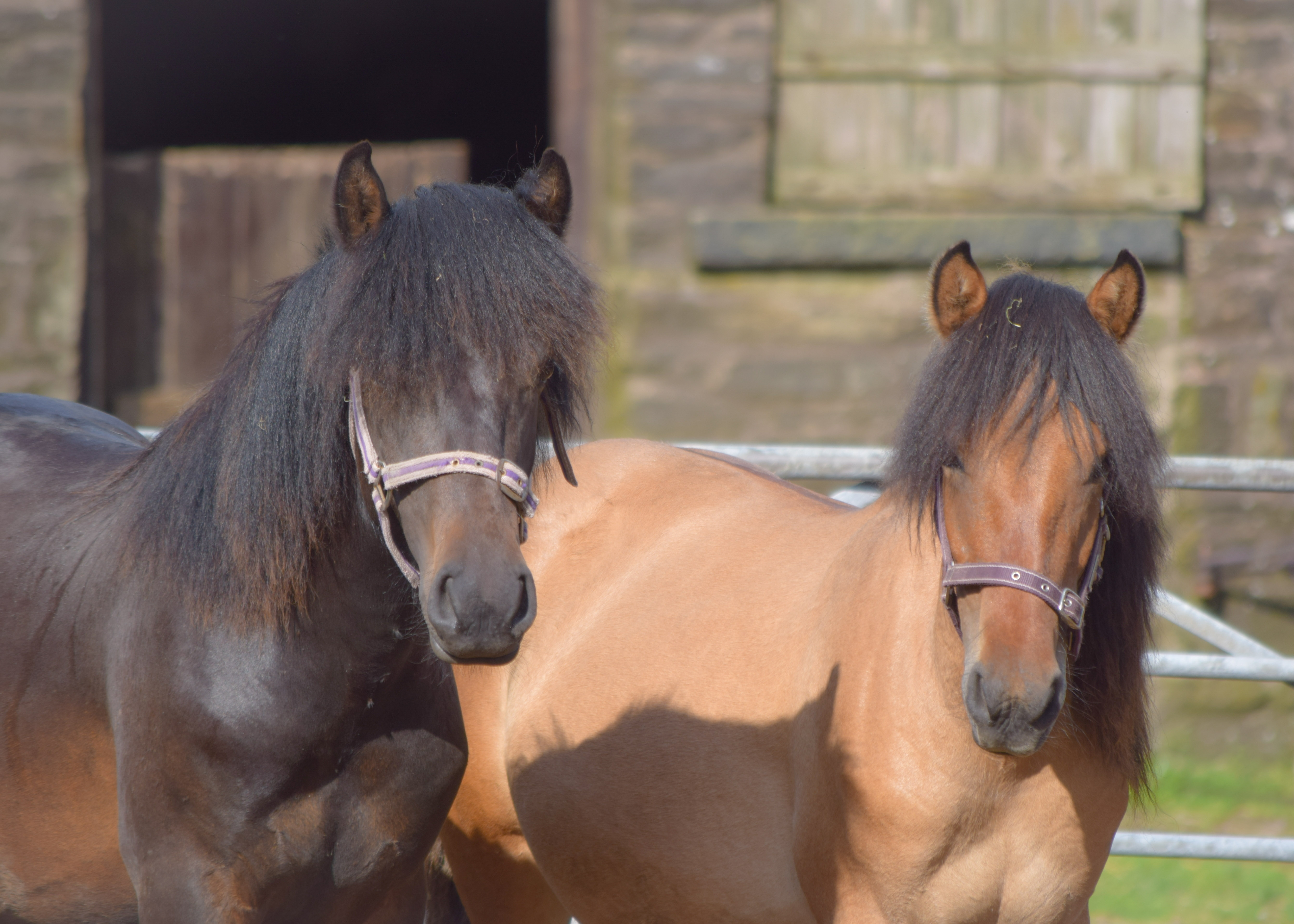 Heald Town Ponies HIghland Pony Stud Highland Pony for Sale Darwin