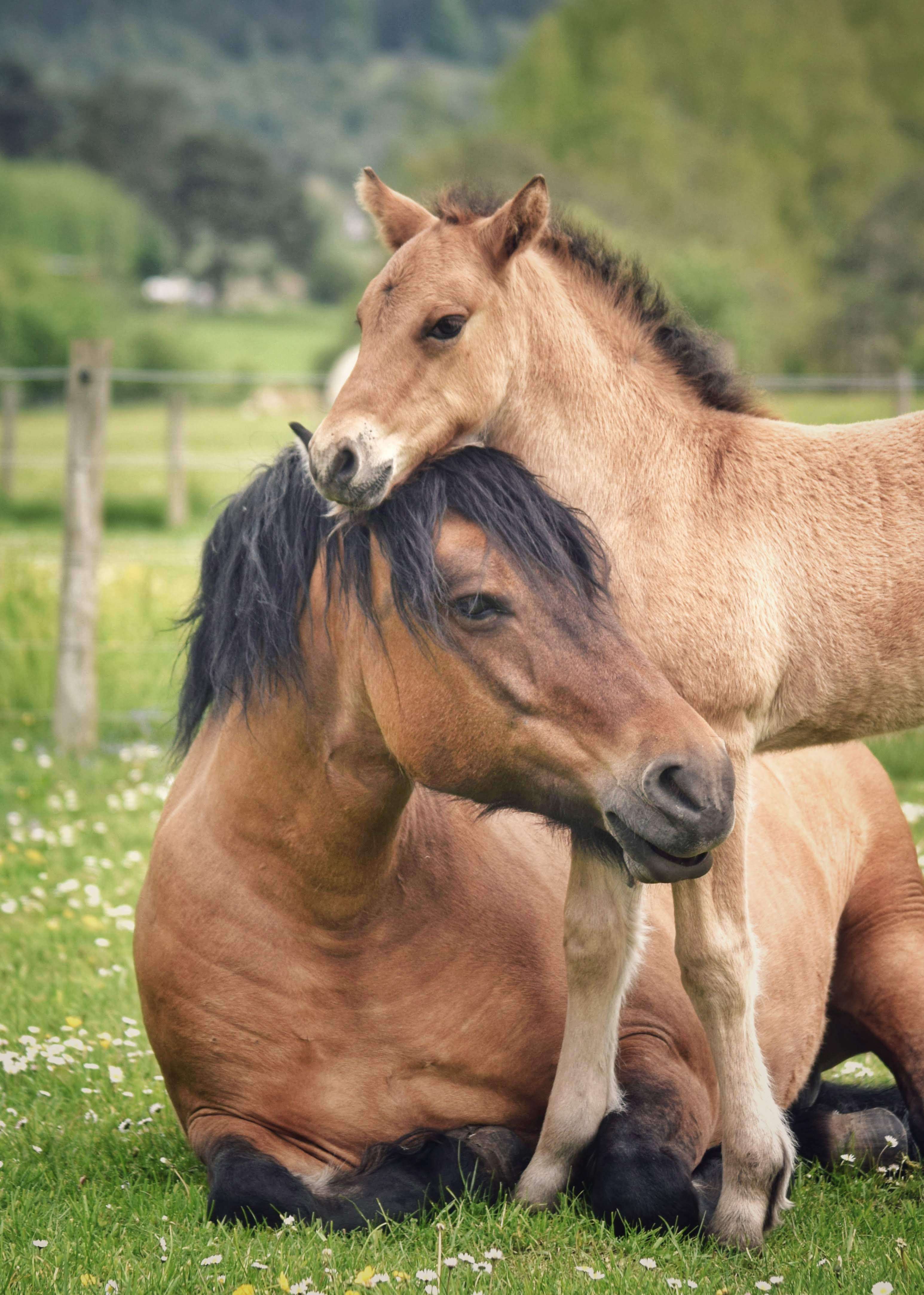 Mayfly & Drambuie - Limited Edition A3 Mounted Print