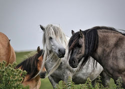 Lagalgarve Ngauruhoe Highland Pony Mare