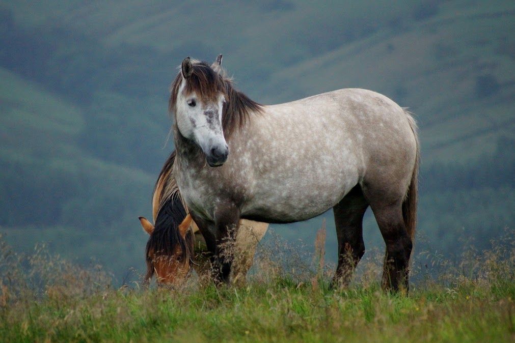 Highland Pony - Tower Bluebell Girl