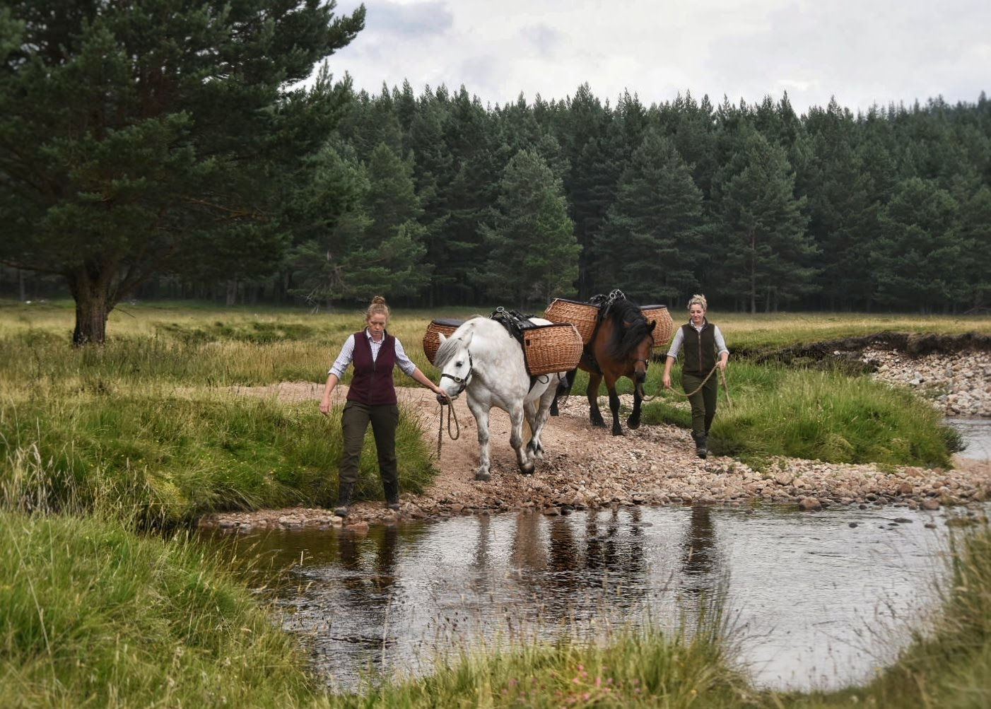 Balmoral Greetings Cards - Pannier Ponies - 4 Pack - 1 of Each Design