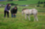 Heald Town Ponies - Highland Pony Stud
