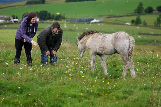 Heald Town Ponies - Highland Pony Stud