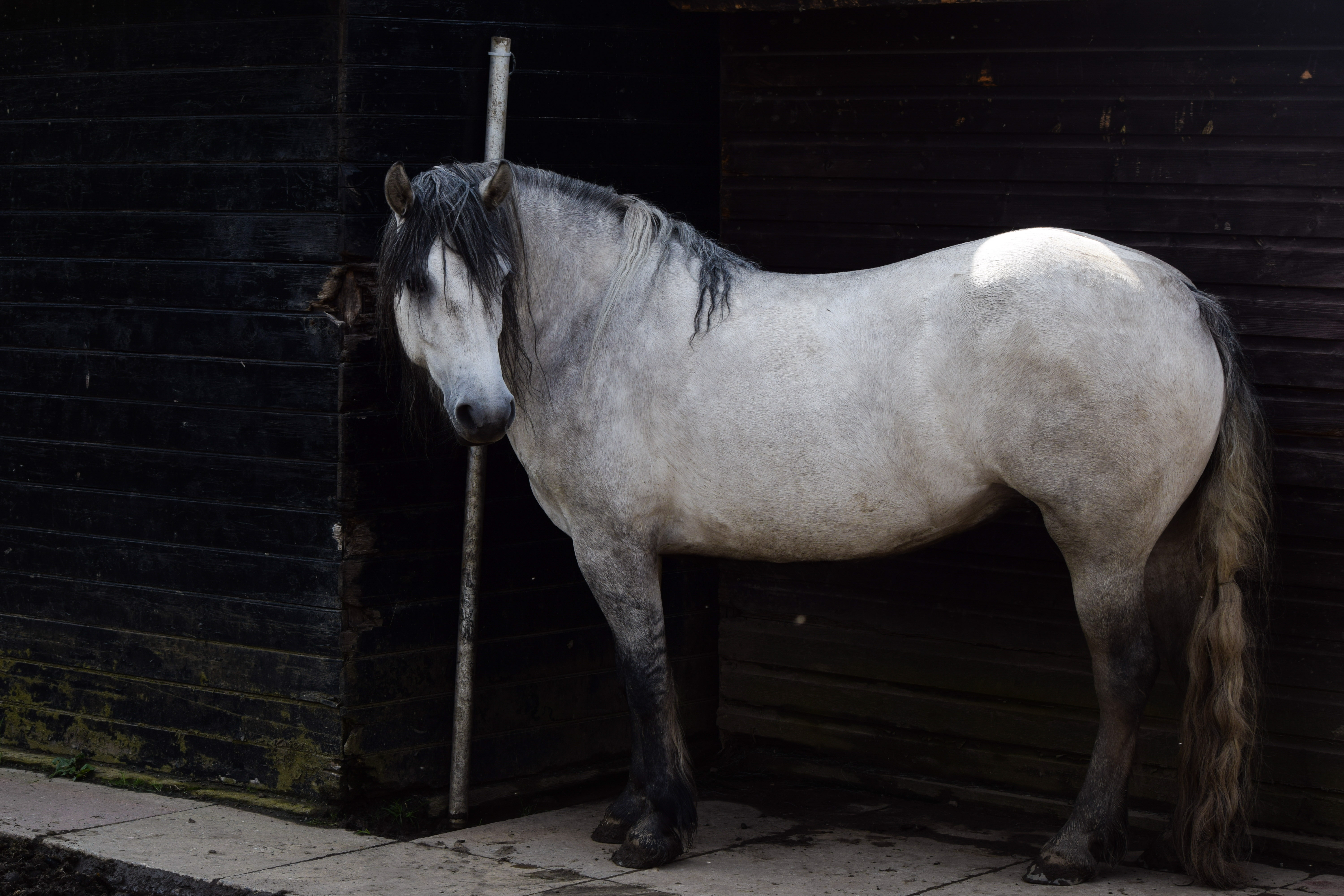 Heald Town Beautiful Girl