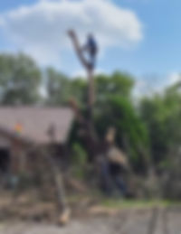 Big dead ash tree removal in Round Rock Tx