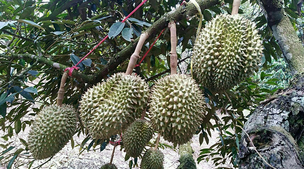 71 rai khlung_190227_0003