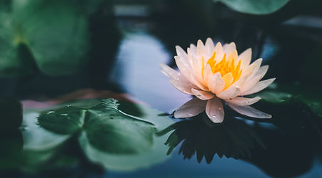 Natural healing testimonials, Wellness By Design, Reno NV
