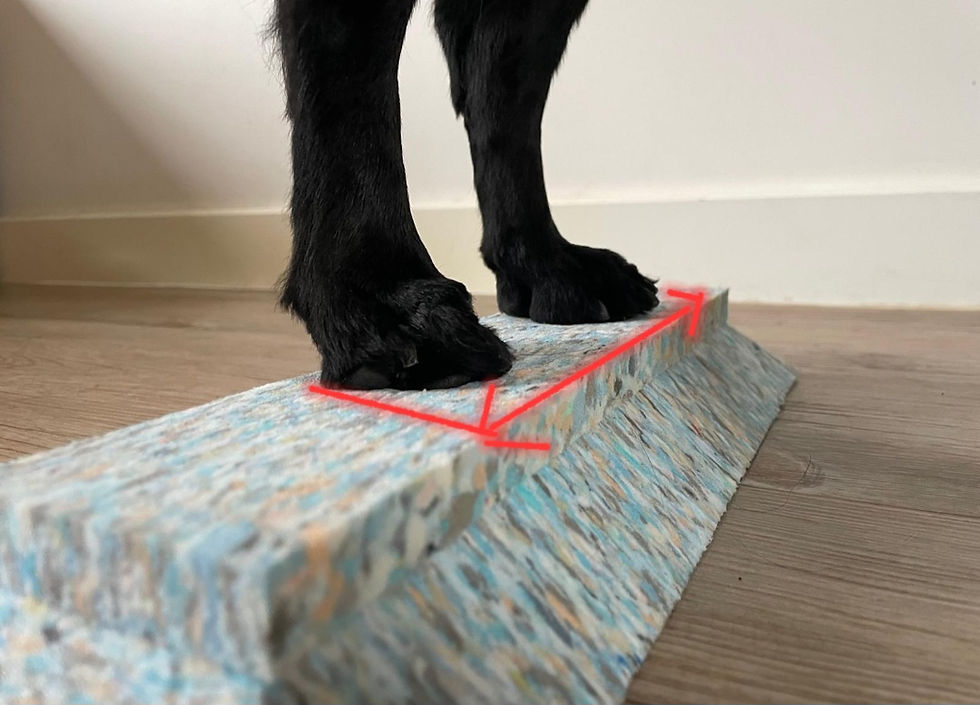 Thumbnail: Paws to Perfection - Advanced Stacking Blocks - 3 sizes 