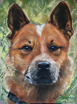 EvArt Studio, Soft Pastel painting, Australian Cattle Dog, Dog Portrait, Pet portrait