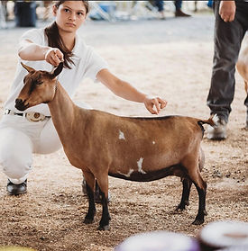 Eva showing goats
