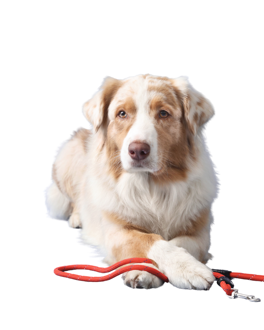 DOG1 (4).png