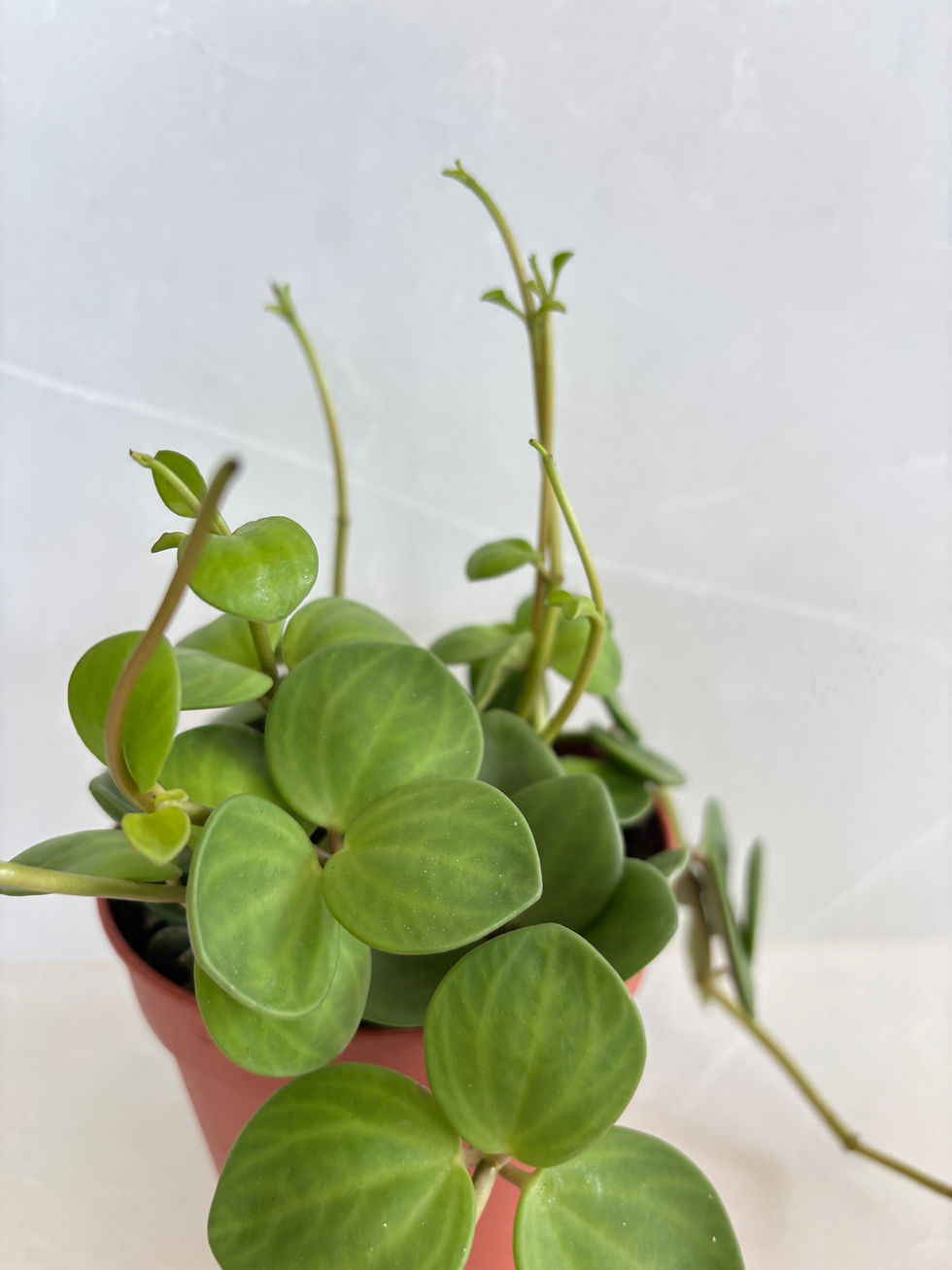 Thumbnail: Peperomia Hope