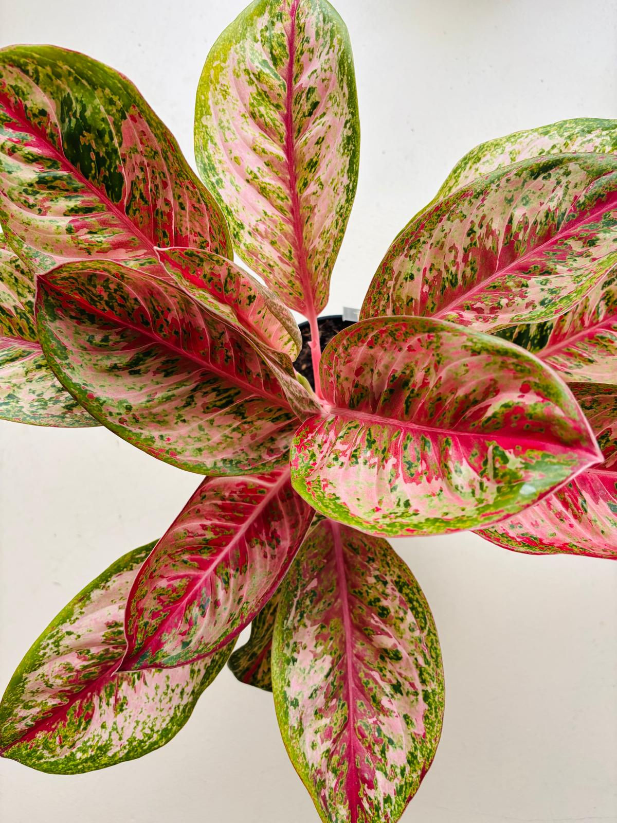 Aglaonema Painted Celebration