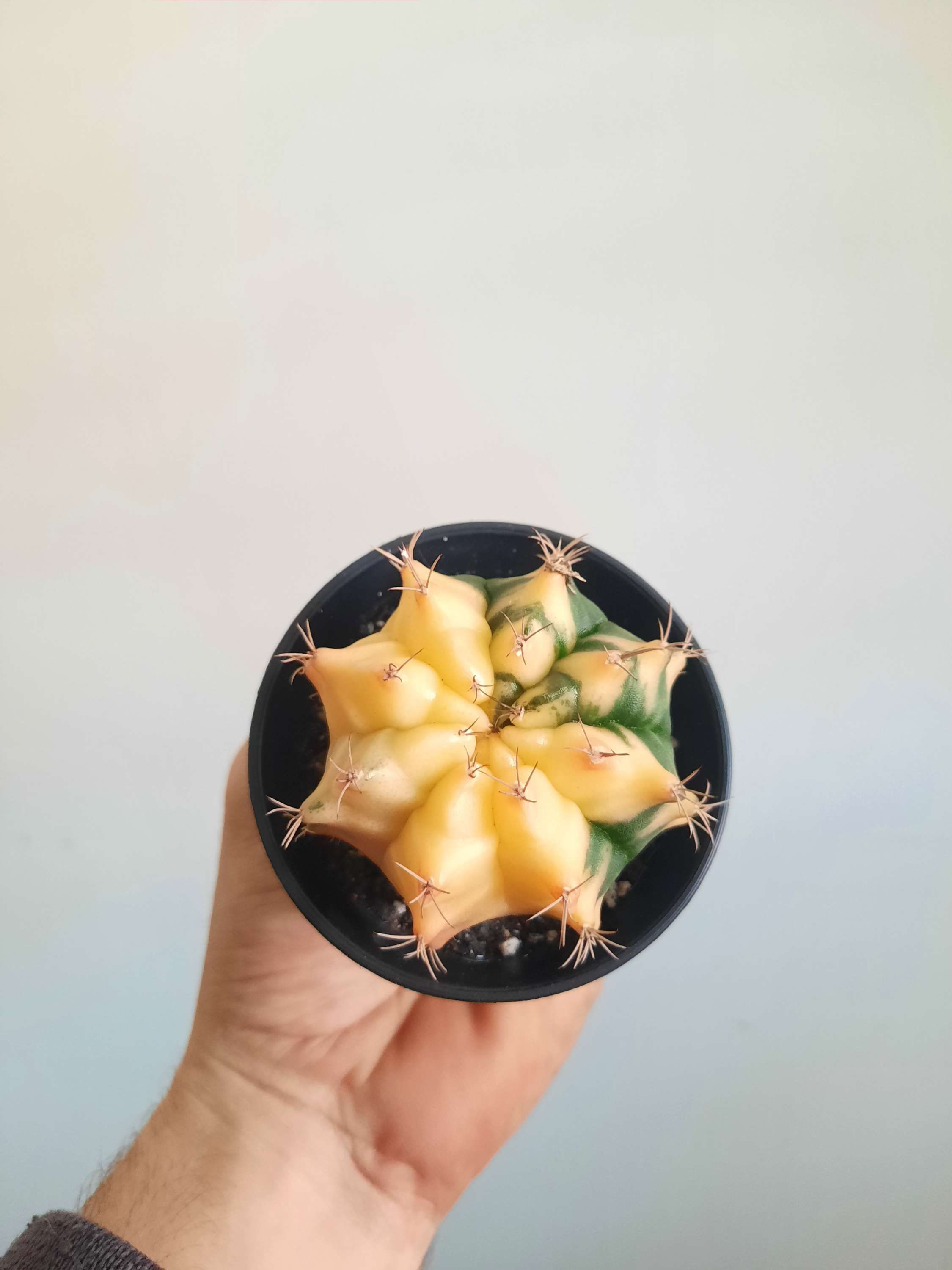 Gymnocalycium Mihanovichii Variegated Cactus