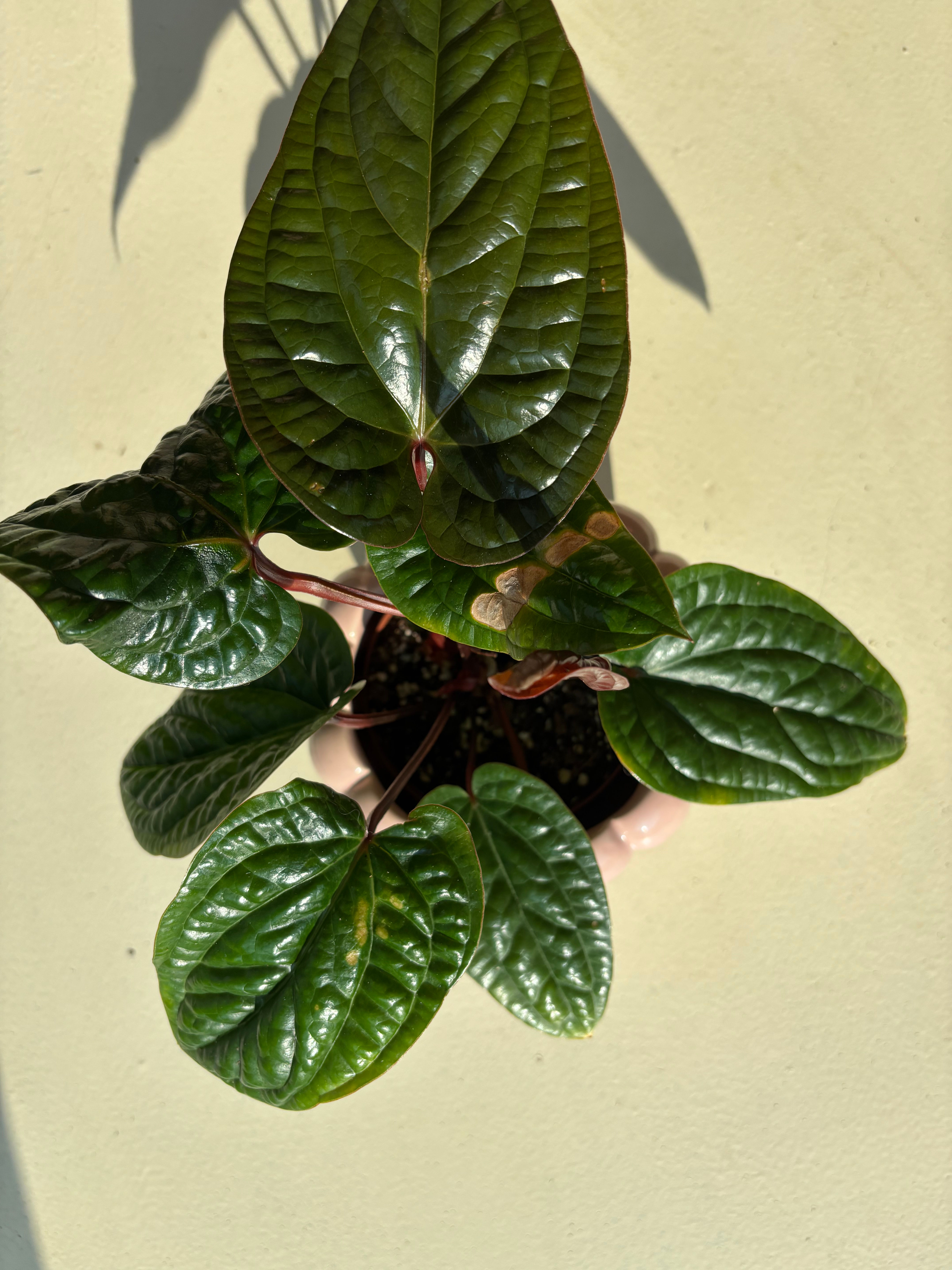 Anthurium Radicans x Luxurians 
