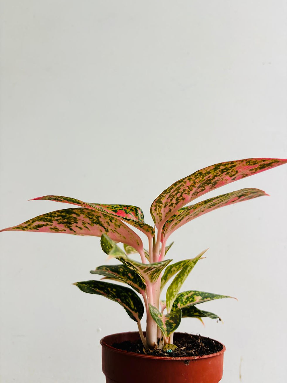 Thumbnail: Aglaonema Small