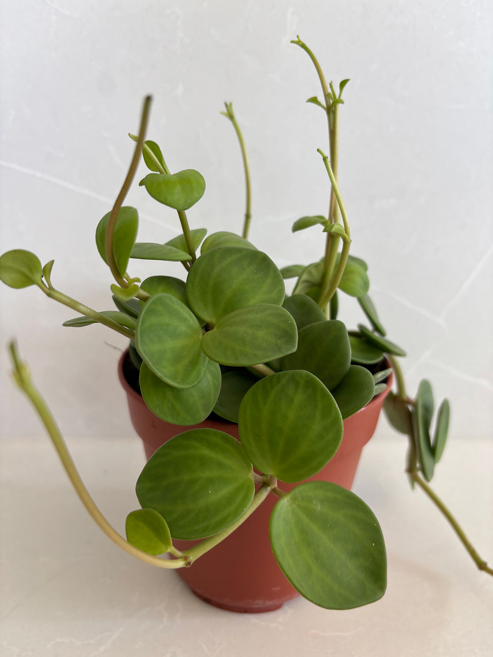 Thumbnail: Peperomia Hope