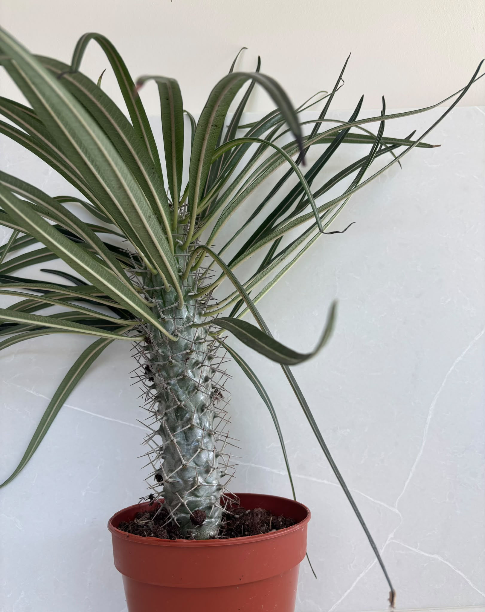 Pachypodium Geayi