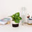 Thumbnail: Table Planter- Mocha & Cream (Round)