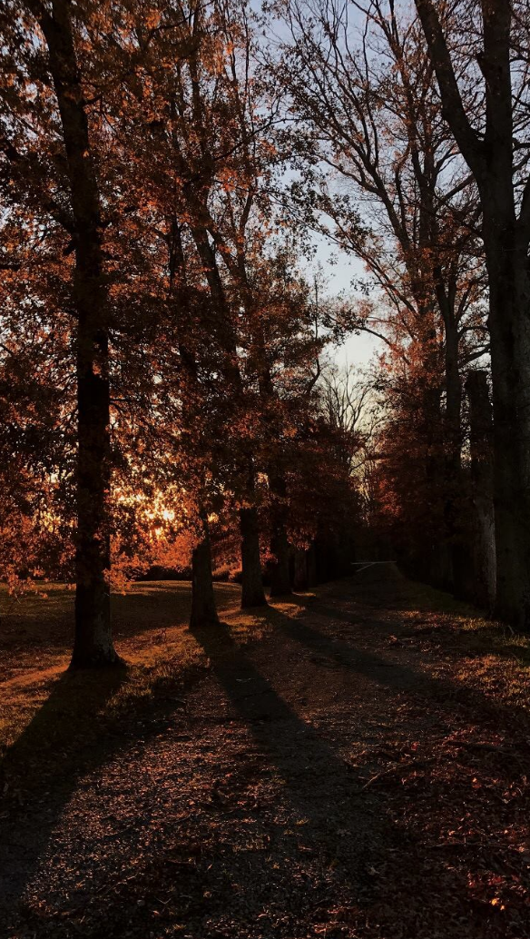 Fall in the Park