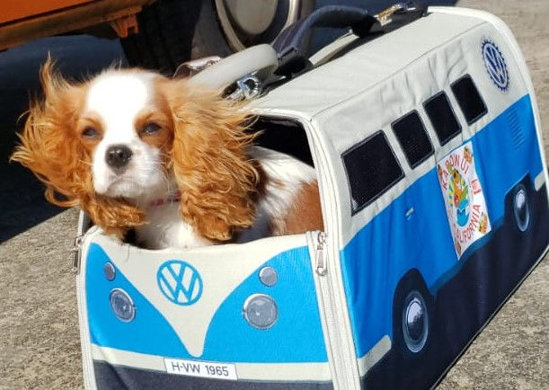 kapowui surf lessons 
Santa Monica, Venice beach,  Los Angeles California.  VW bus, surfing, 